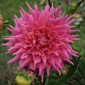 New Dahlia Varieties For 2024: Omega