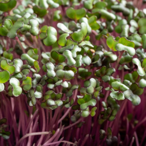 Products: Red Cabbage Microgreens Subscription