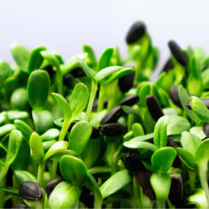 Products: Sunflower Microgreens Subscription