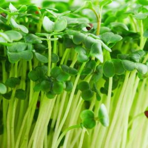 Products: Broccoli Microgreens Subscription