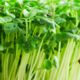 Broccoli Microgreens Subscription