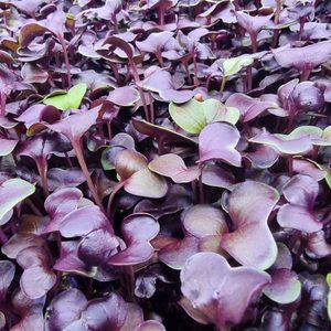 Radish Microgreens Subscription