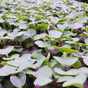 Kale Microgreens Subscription