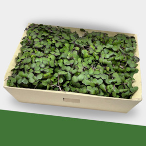 Products: Microgreens Mix Large Box