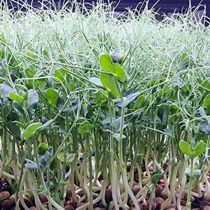 Products: Pea Shoots Subscription