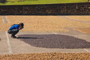 Brazil Natural Arara