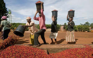 Freshly Roasted Coffee: Kenya Washed Ruiru II