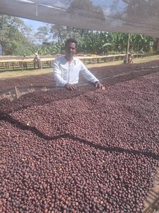 Freshly Roasted Coffee: Ethiopia Guji Urabeast G1 Natural