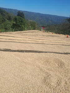 Ethiopia Guji Urabeast G1 Washed