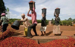 Coffee: Kenya Washed Ruiru II