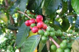 Coffee: Popayán Sugar Cane Decaf