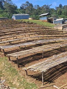 Ethiopia Yirgacheffe Konga G1 Natural