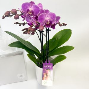 Mini Phalenopsis Orchid - Fresh Flowers Kaitaia
