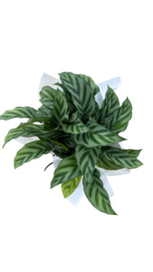 Products: Calathea Freddy - Fresh Flowers Kaitaia