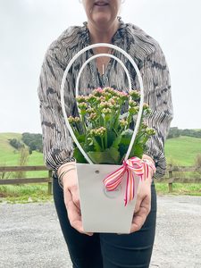 Products: Kalanchoe House Plant - Fresh Flowers Kaitaia
