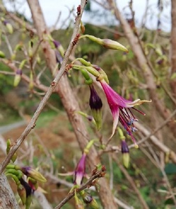 Kotukutuku (NZ tree fuchsia)
