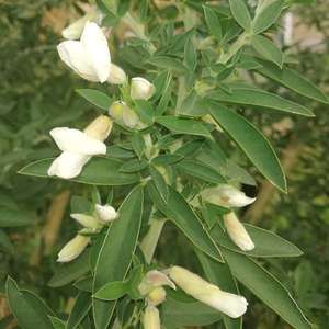 Tagasaste Seedlings