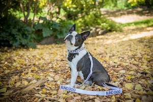 Collars: Clip Collar - Small