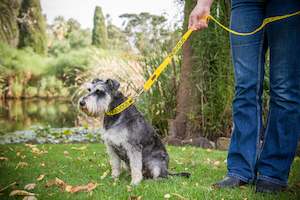 Leashes: Lead - 120cm