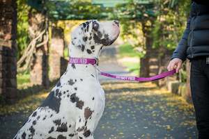 Leashes: Lead - 60cm