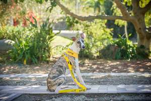 Harnesses 1: Vest Harness - Large