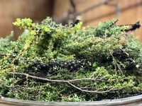 Products: Short Course Mānuka and Kānuka - Aromatic parfum-oil-products