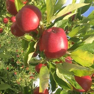 Apples: Apples NZ Queen Hawkes Bay