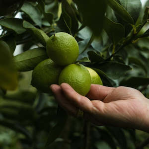 Citrus: Limes NZ