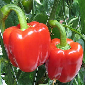Covered Crops Vegetables: Capsicums Red Large x2
