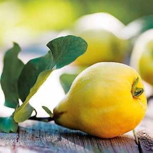 Pipfruit: Quince NZ