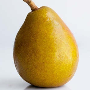 Pears Taylors Gold South Island NZ