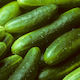 Cucumber Short x2 NZ