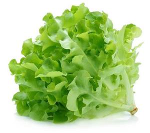 Fancy Lettuce Oak （Green*1+Red*1）NZ