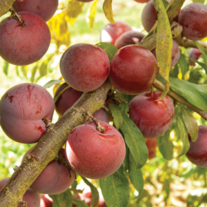 Fruits: Plum Malone NZ
