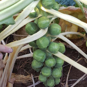 Brussels Sprouts Cabbages: Brussel Sprout 400gm Tray NZ*