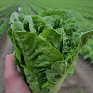 Celery 1: Lettuce Large Cos Single Pack NZ