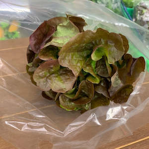 Celery 1: Fancy Lettuce Red Oak Each NZ