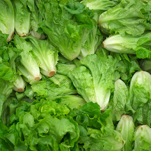 Lettuce Baby Cos twin pack each NZ