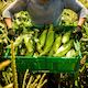 Sweetcorn Fresh Each*