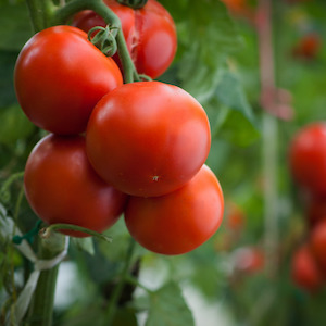 Weekly Specials: Tomatoes NZ Truss Loose
