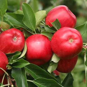 Apples: Apples NZ Yummy Rose