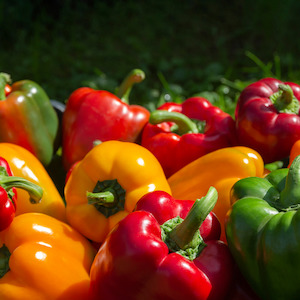 Covered Crops Vegetables: Capsicums Large 3 piece mix NZ