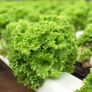 Vegetables: Fancy Curly Lettuce NZ Each*