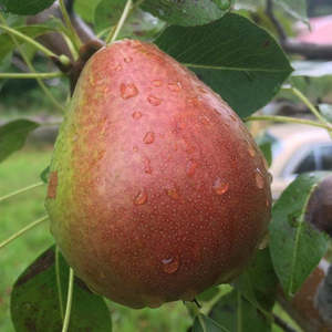 Pipfruit: Pears Sugar Pear (Belle Du Jumet ) NZ New Season*