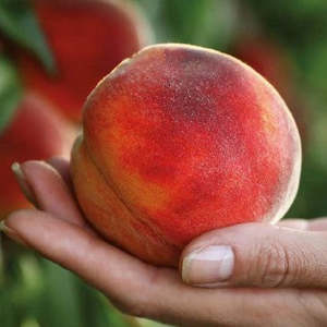 Peach Hunny Yellow Large NZ