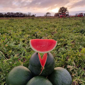 Weekly Specials: Watermelon Seedless Whole NZ $2.49kg