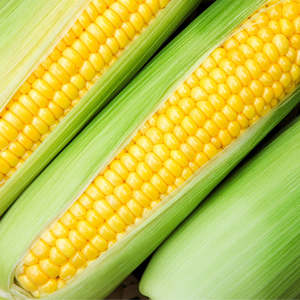 Vegetables: Sweetcorn Fresh Each NZ