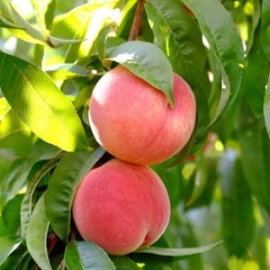 Fruits: Peaches Coconut Ice Large NZ