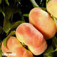 Peaches Gold Flatto 4-5 Pieces NZ