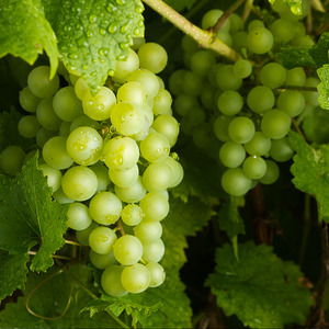 Grapes Green Seedless 500gm Punnet